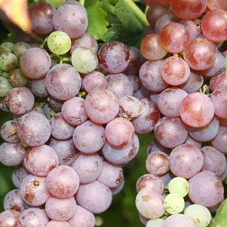 Ferienpark Robiniapark Szolad