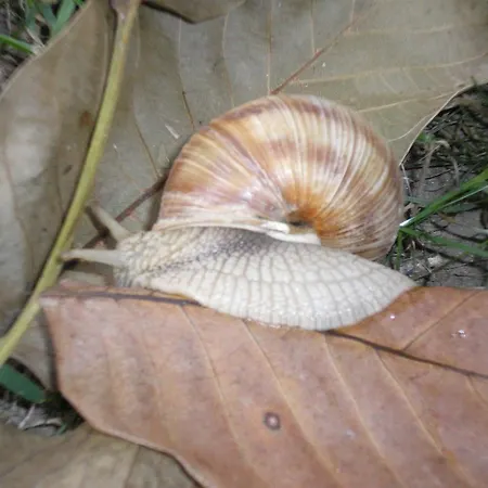 Villa Robiniapark Szolad