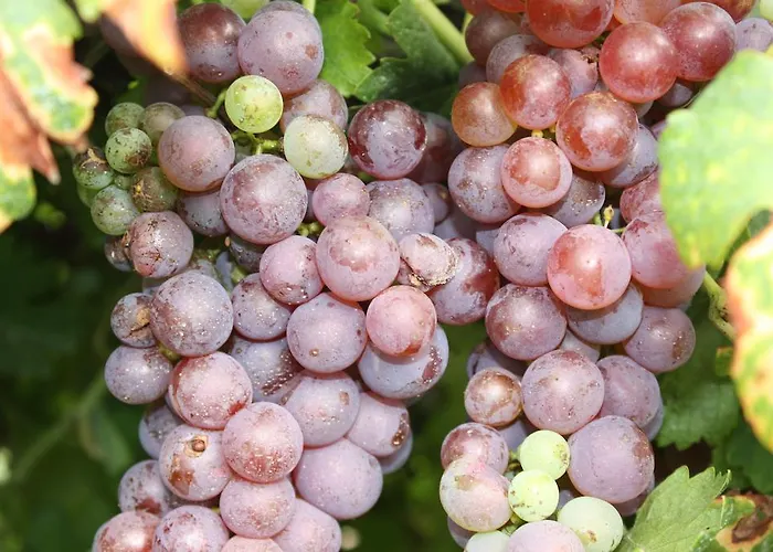 Ferienpark Robiniapark Szolad